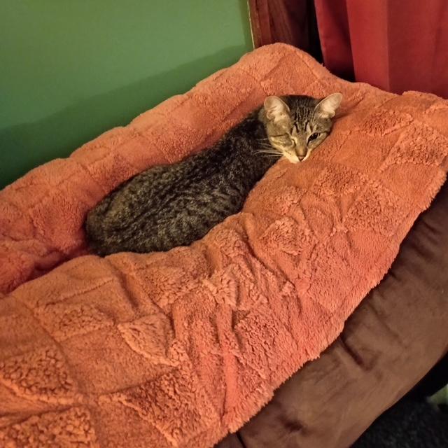 Patti