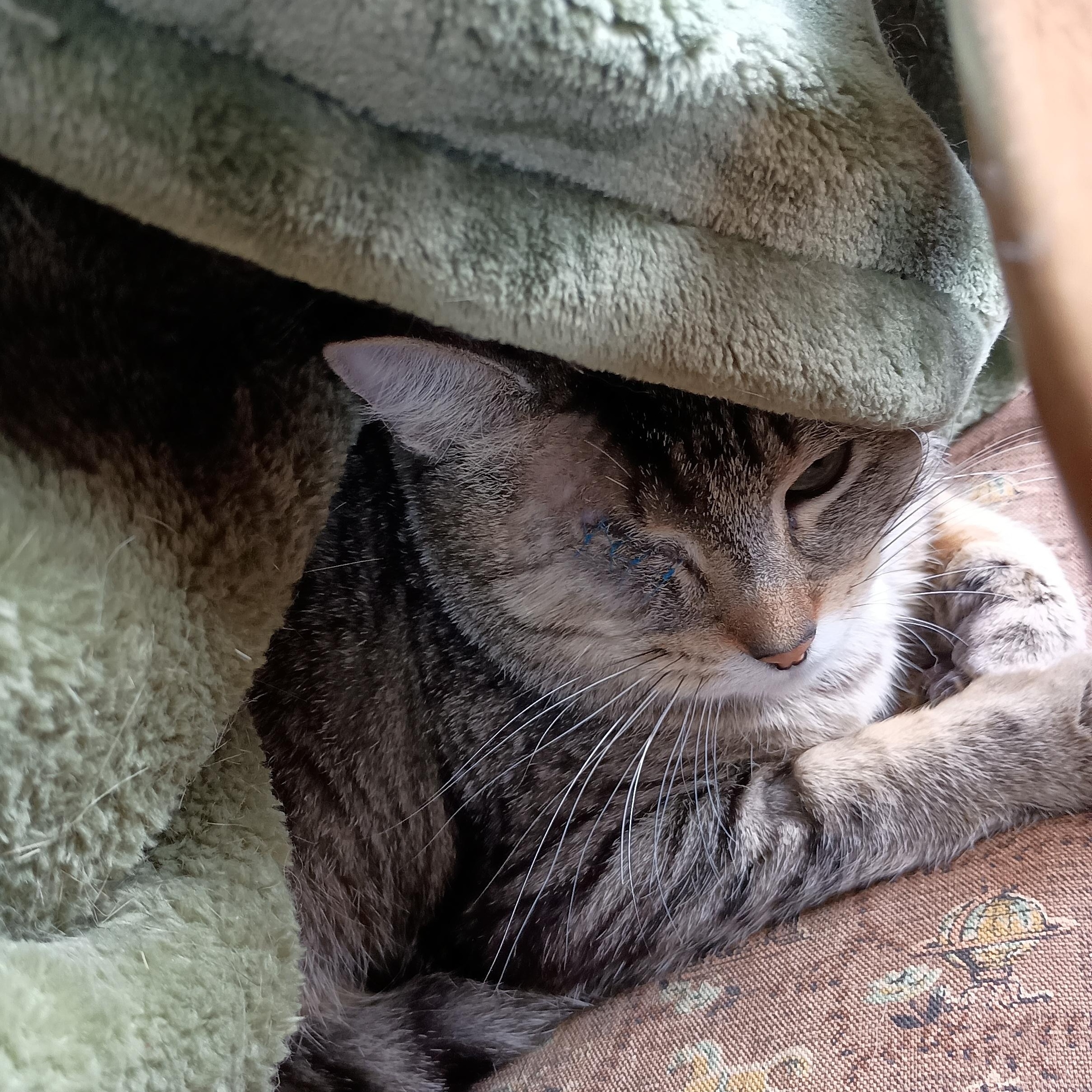 Patti