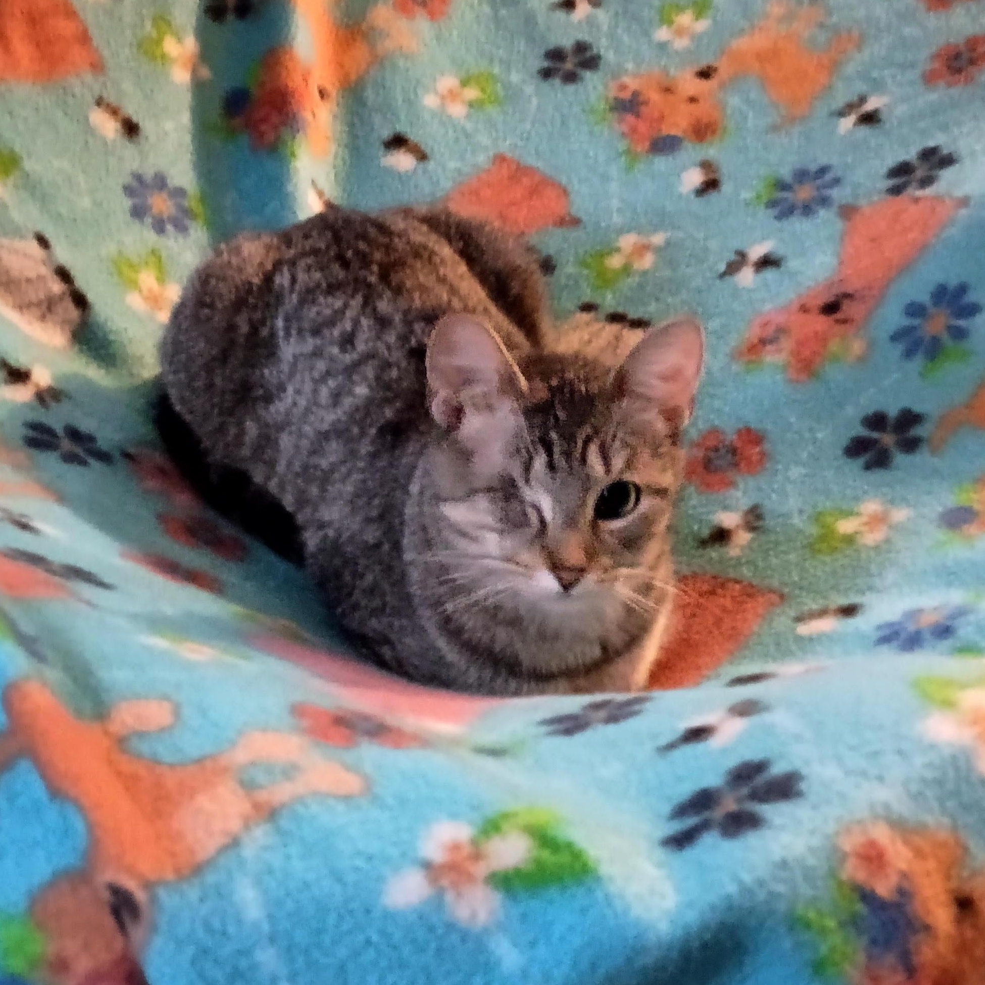Patti