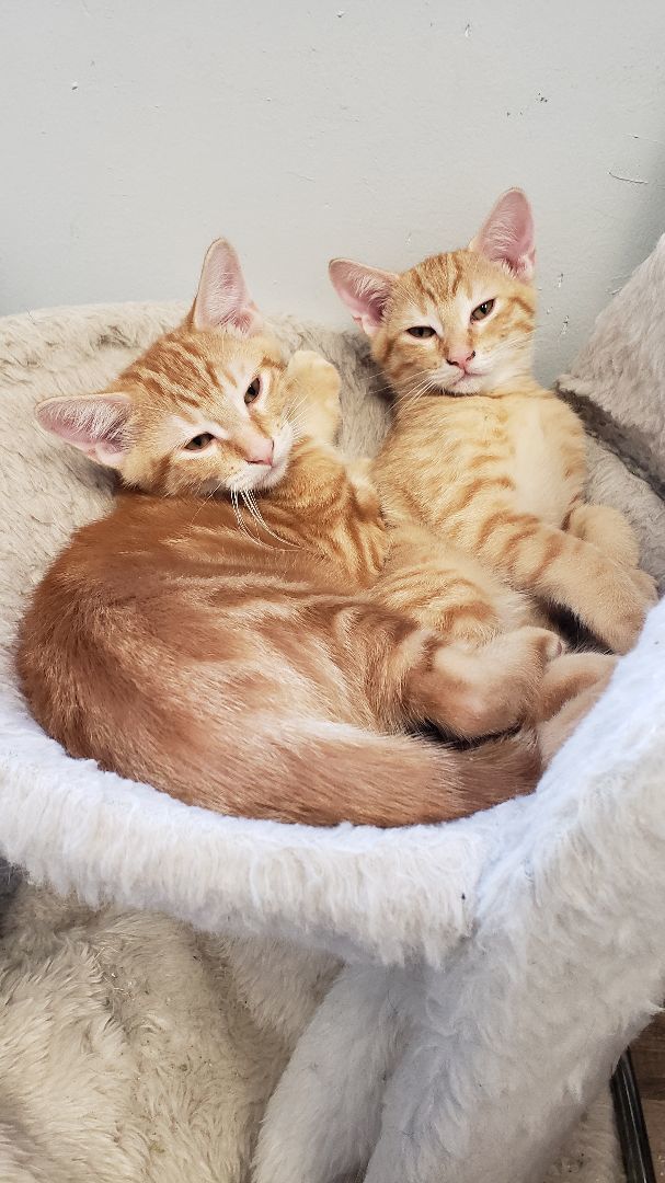 Elise, a Adoptable mixed breed in Dallas, TX image 1/2