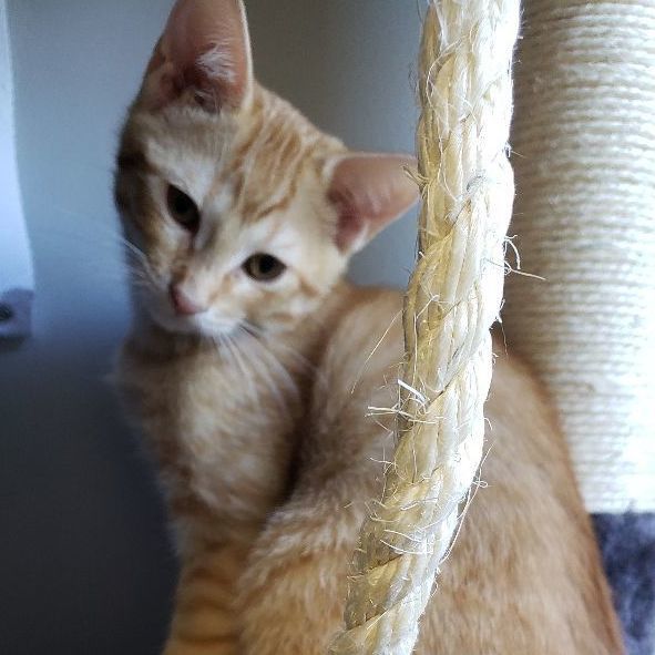 Elise, a Adoptable mixed breed in Dallas, TX image 2/2