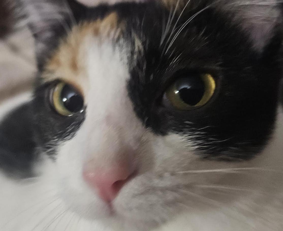 Enlarge Dixie Rose, a Adoptable Domestic Short Hair in Cincinnati, OH image 4/4