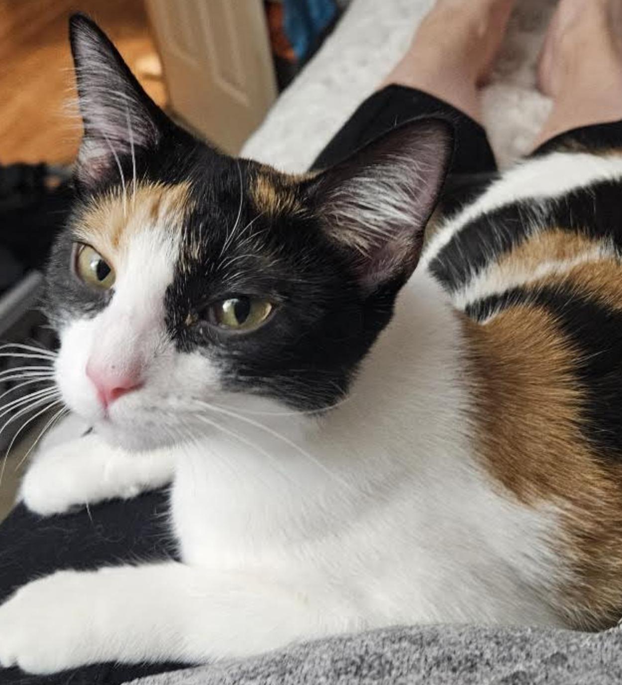 Dixie Rose, Adoptable, Kitten Female Domestic Short Hair.