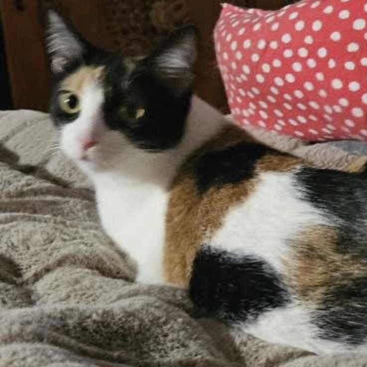 Enlarge Dixie Rose, a Adoptable Domestic Short Hair in Cincinnati, OH image 2/4