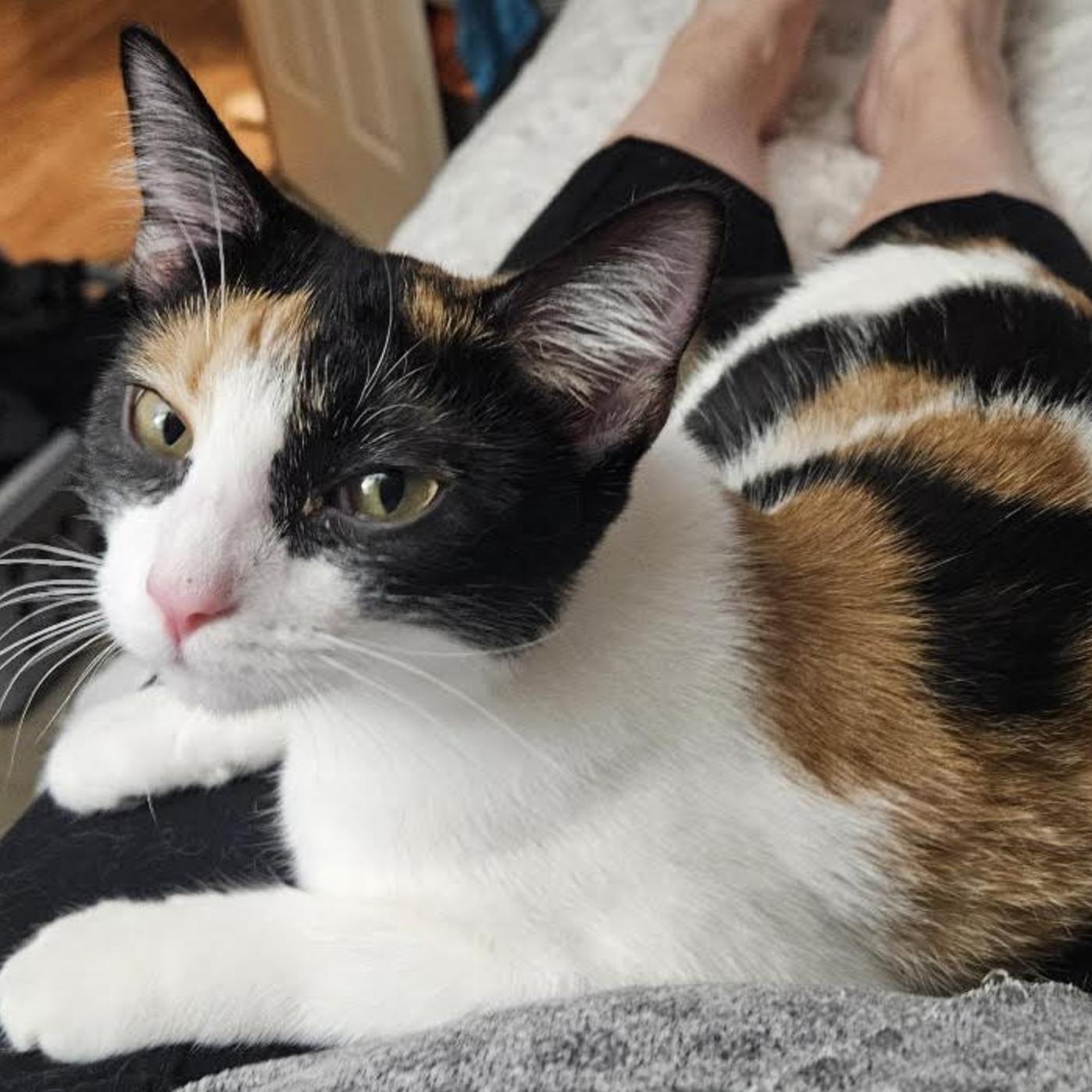 Dixie Rose thumbnail 4