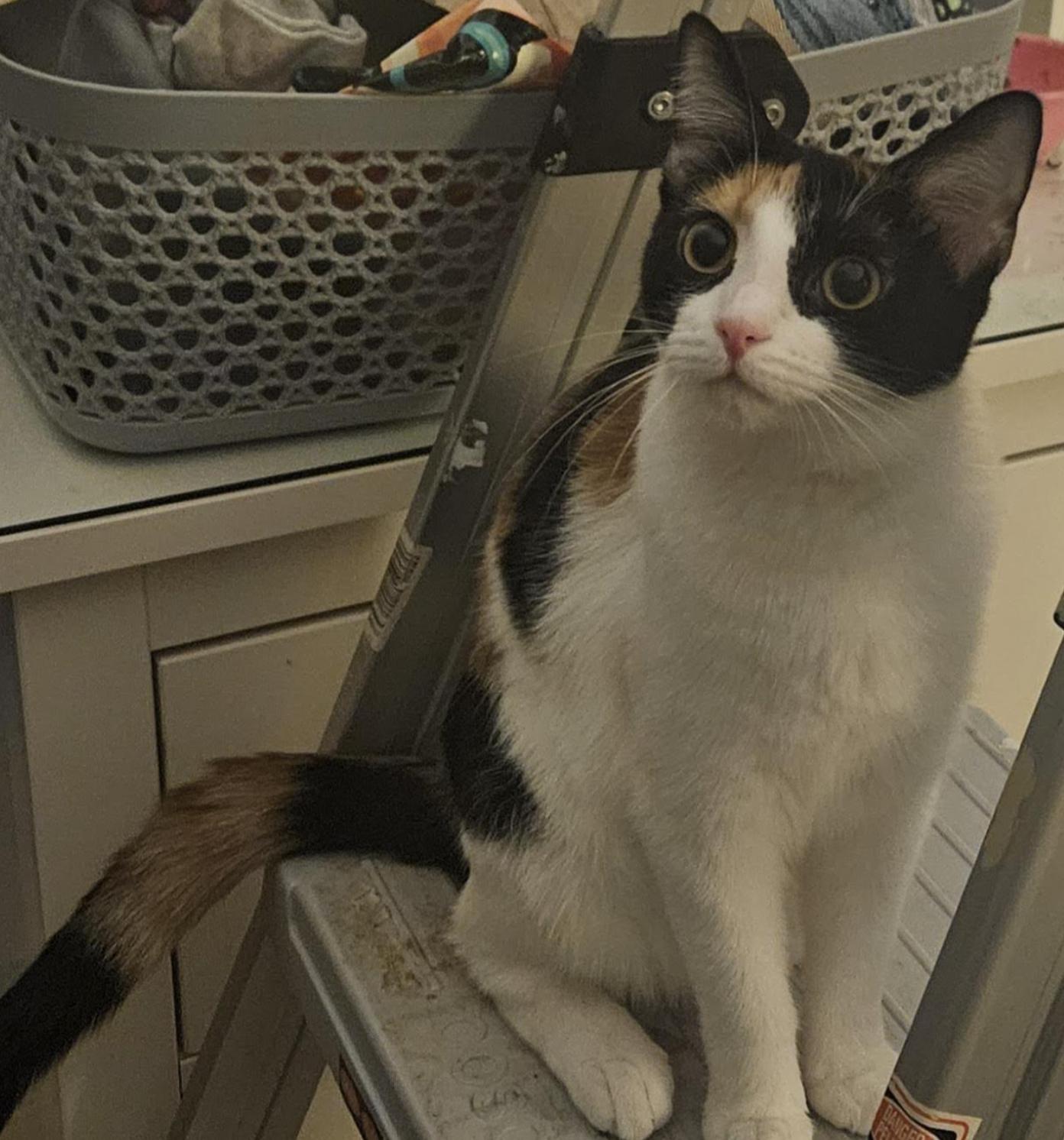 Enlarge Dixie Rose, a Adoptable Domestic Short Hair in Cincinnati, OH image 3/4