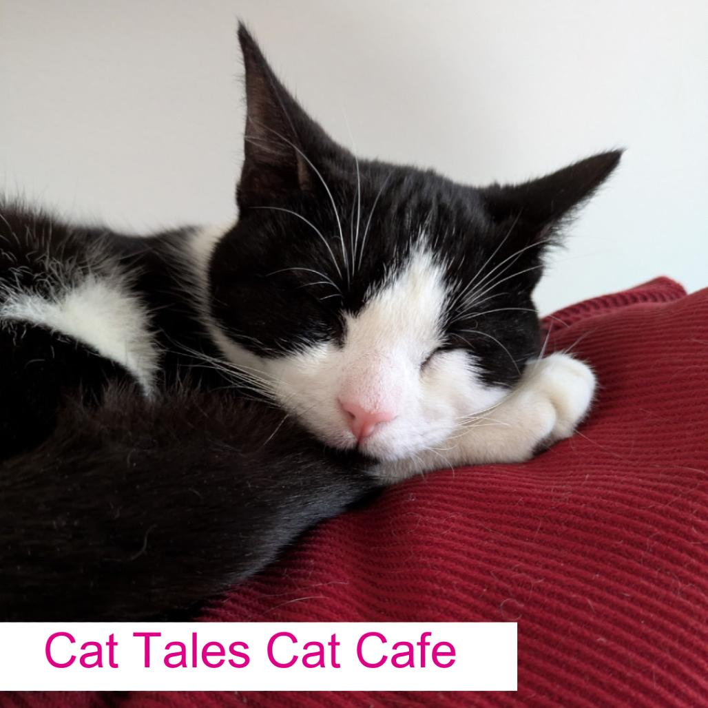 Chloe, Adoptable, Young Female Domestic Short Hair.