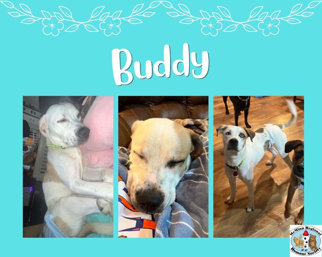 Enlarge Buddy, a Adoptable mixed breed in Athens, TN image 1/3
