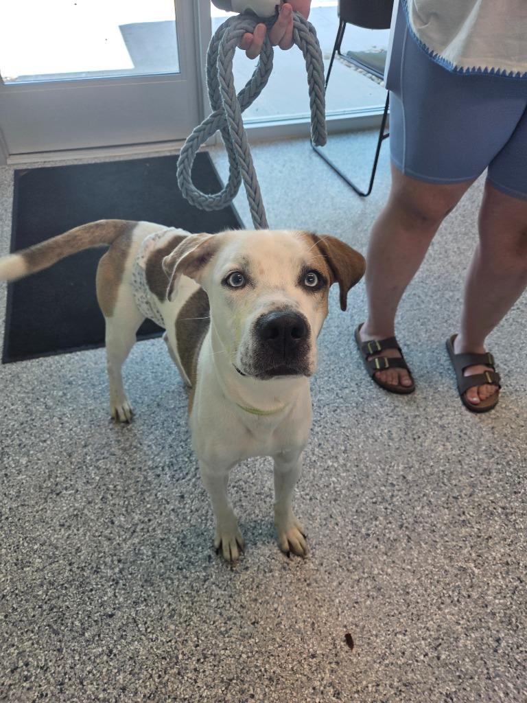 Buddy, Adoptable, Young Male Terrier.