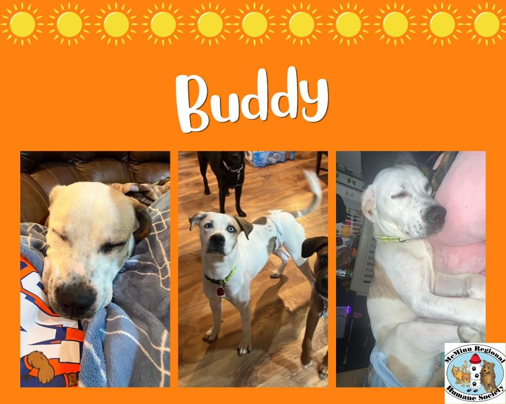 Enlarge Buddy, a Adoptable mixed breed in Athens, TN image 3/3
