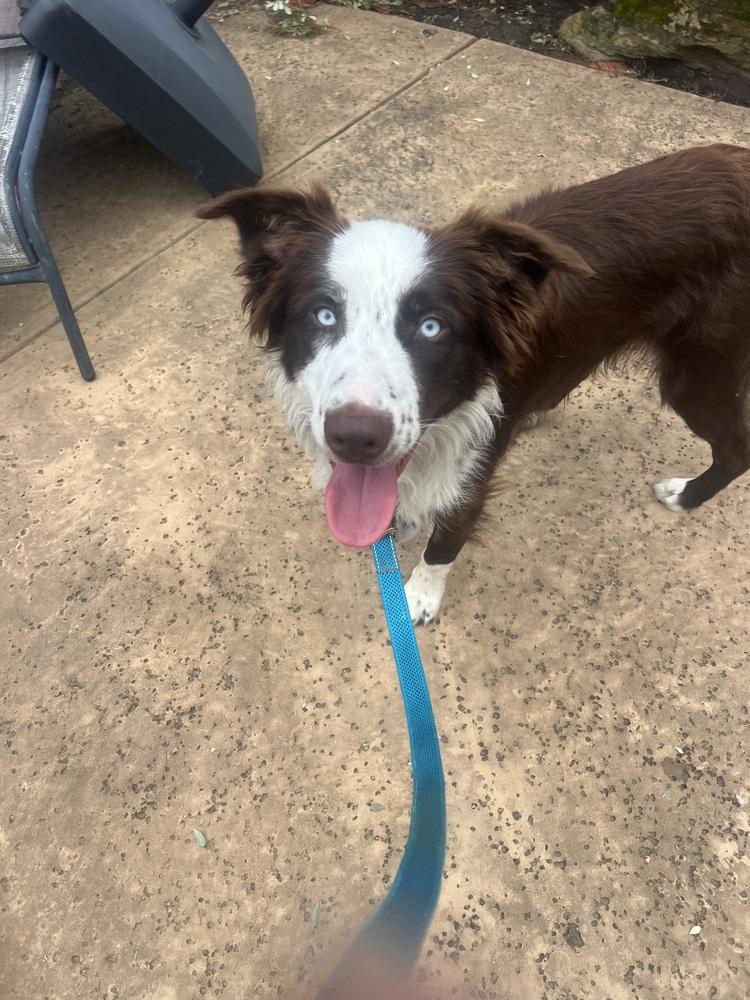 Enlarge Benny #1212, a Adoptable Border Collie in Allen, TX image 3/3