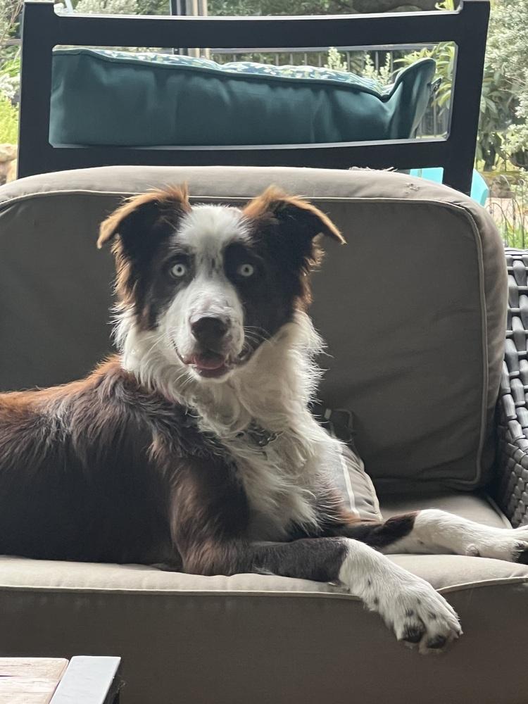 Enlarge Benny #1212, a Adoptable Border Collie in Allen, TX image 1/3