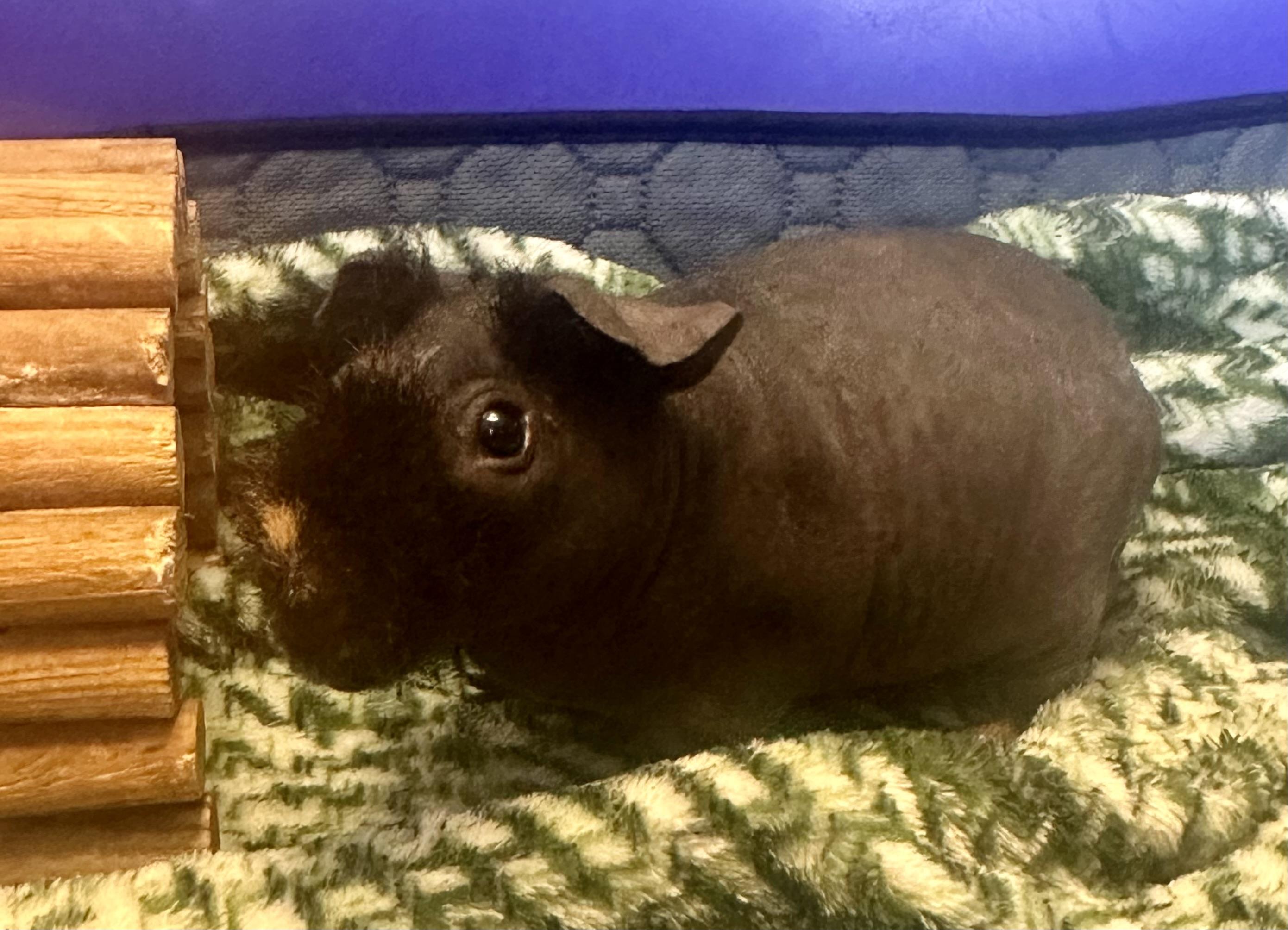 Harry, ADOPTABLE, Young Male Guinea Pig.