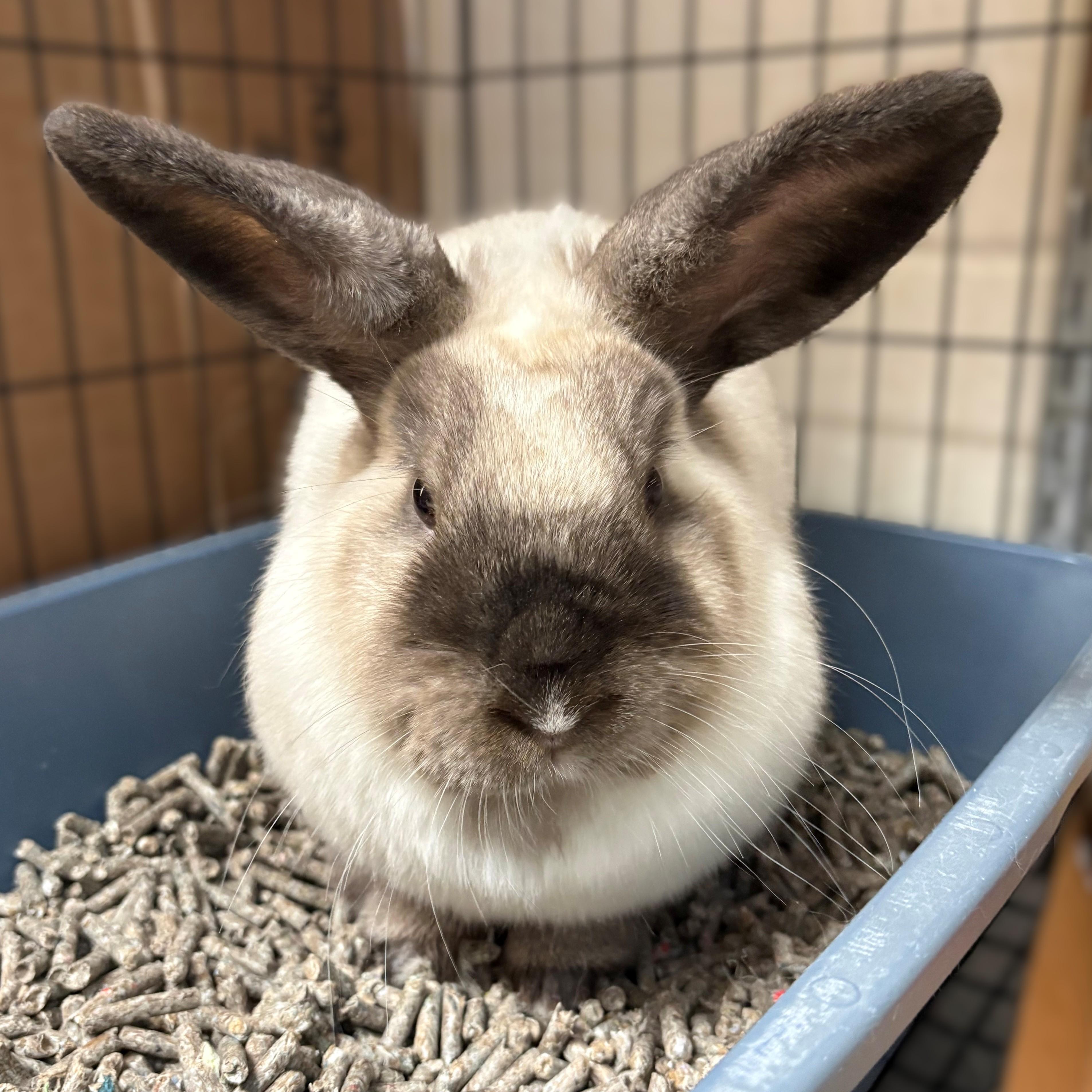 Enlarge Honey- #50342, an adopted Bunny Rabbit in Columbia, MD image 2/3