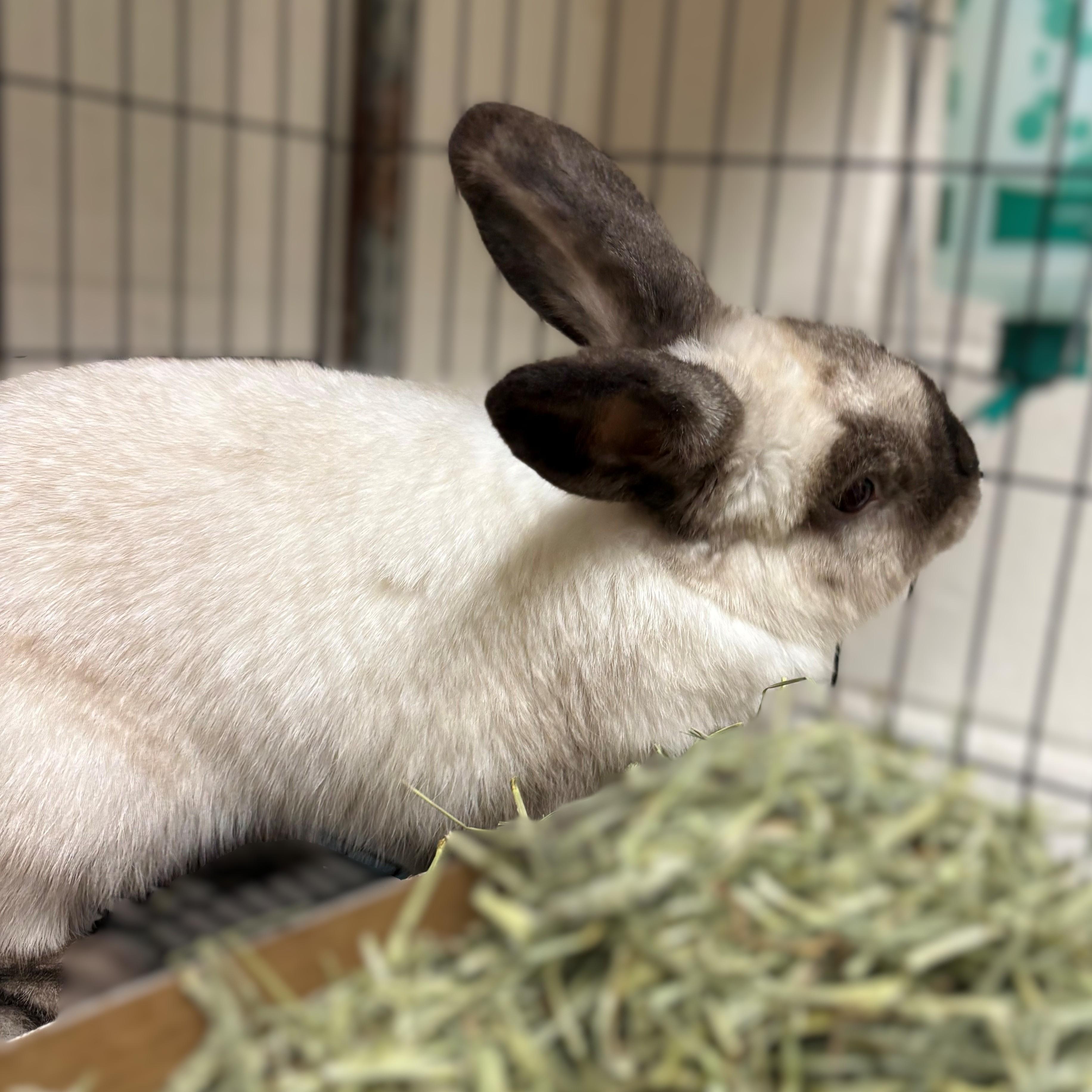 Enlarge Honey- #50342, an adopted Bunny Rabbit in Columbia, MD image 3/3