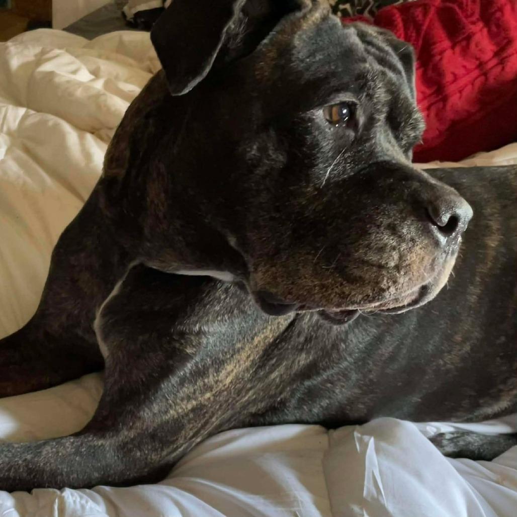 Enlarge Molly, a Adoptable mixed breed in manchester, PA image 1/6