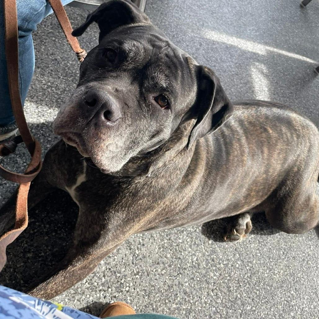 Enlarge Molly, a Adoptable mixed breed in manchester, PA image 5/6