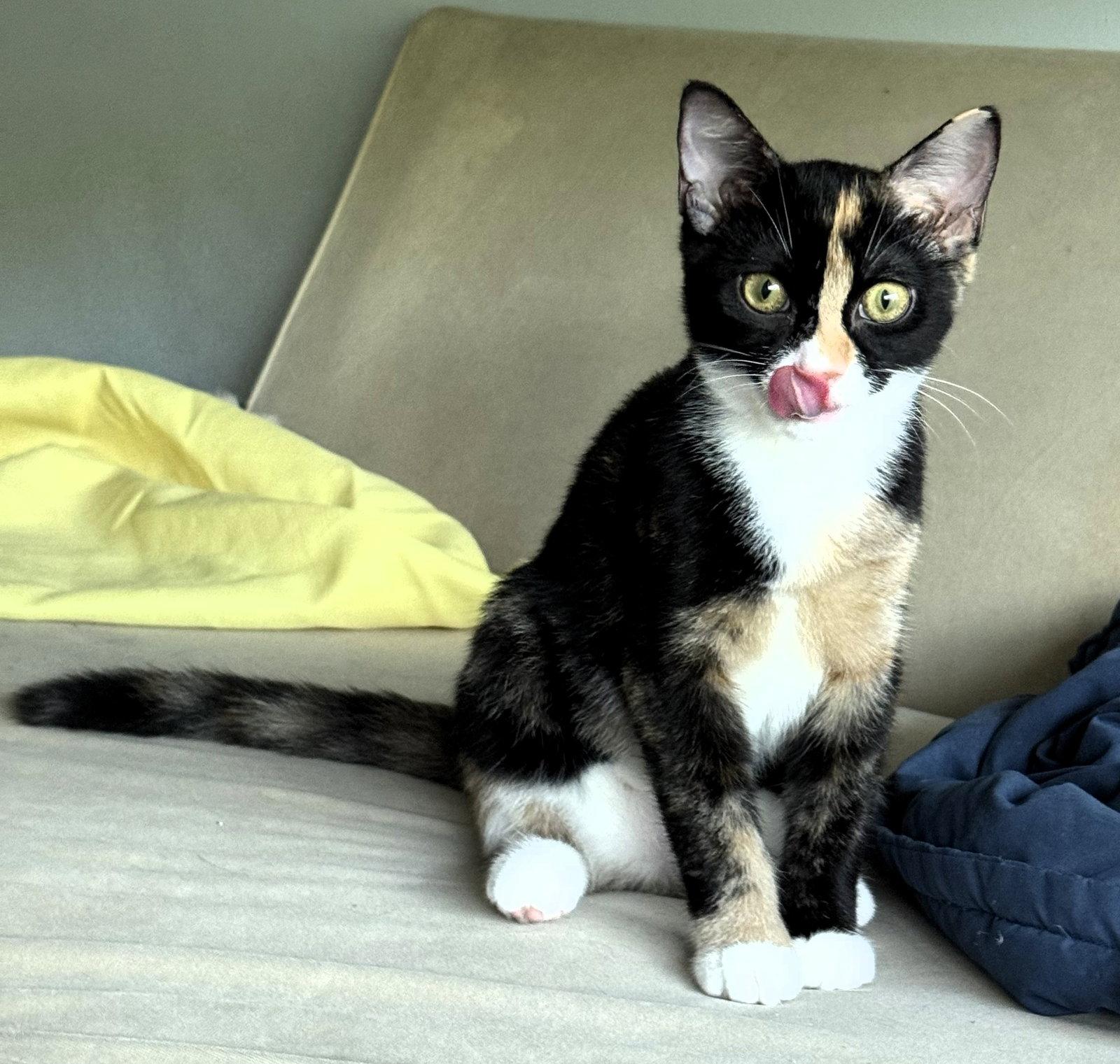 Enlarge Evee, a Adoptable mixed breed in Lighthouse Point, FL image 1/3