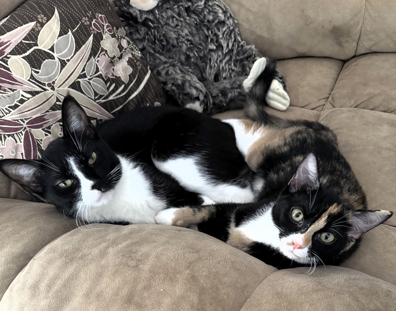 Enlarge Evee, a Adoptable mixed breed in Lighthouse Point, FL image 2/3