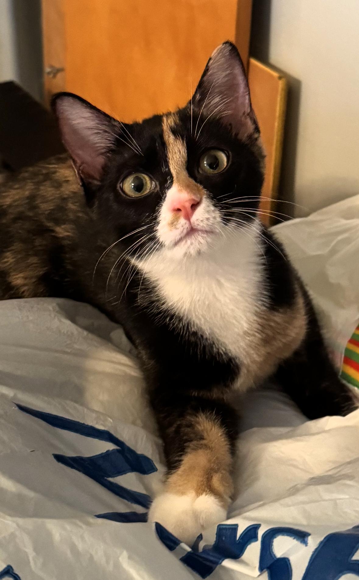 Enlarge Evee, a Adoptable mixed breed in Lighthouse Point, FL image 3/3