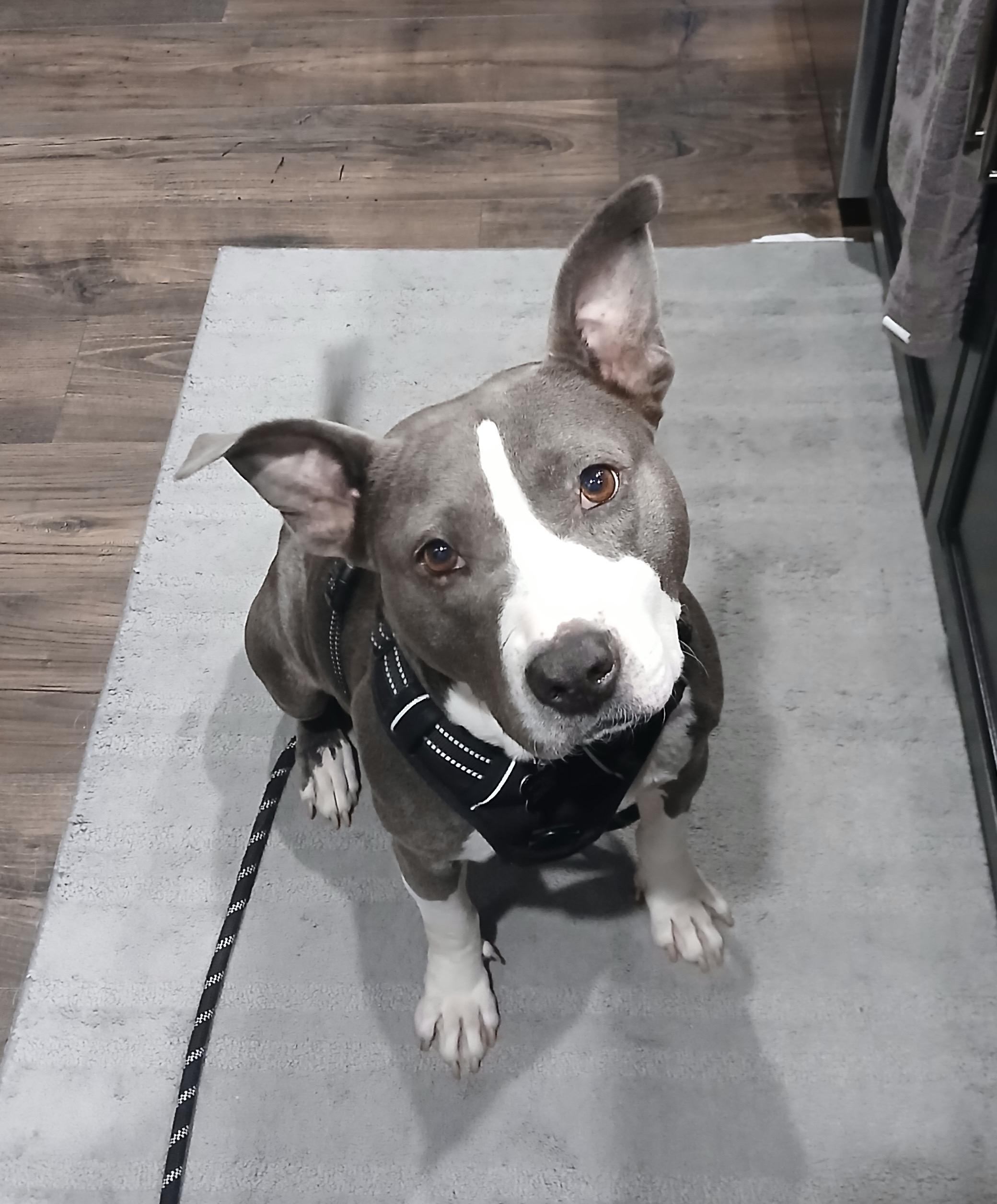 Dazzle, Adoptable, Adult Female Pit Bull Terrier.