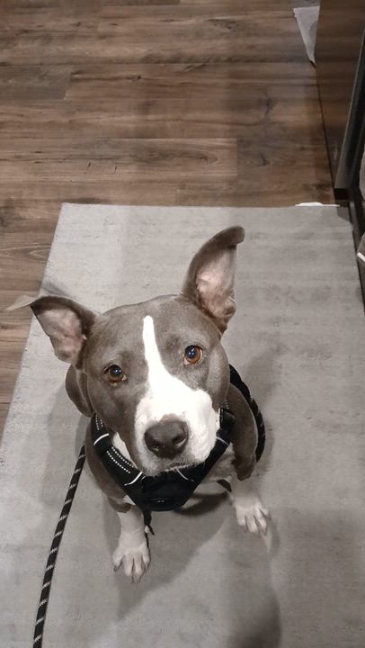 Enlarge Dazzle, a Adoptable Pit Bull Terrier in Concord, NC video 2/2