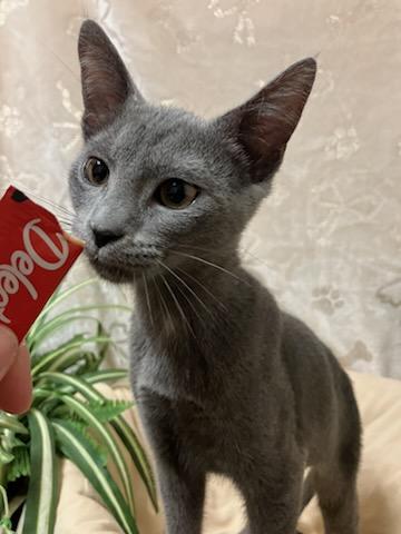 Georgia, a Adopted Domestic Short Hair in Oklahoma City, OK image 2/4