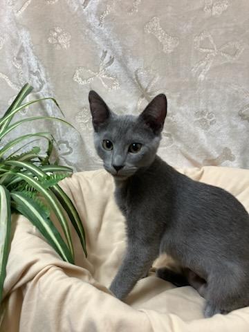 Georgia, a Adopted Domestic Short Hair in Oklahoma City, OK image 1/4