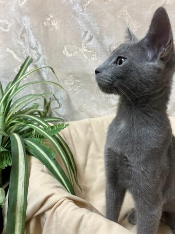 Georgia, a Adopted Domestic Short Hair in Oklahoma City, OK image 3/4