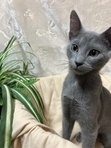 Georgia, a Adopted Domestic Short Hair in Oklahoma City, OK image 4/4