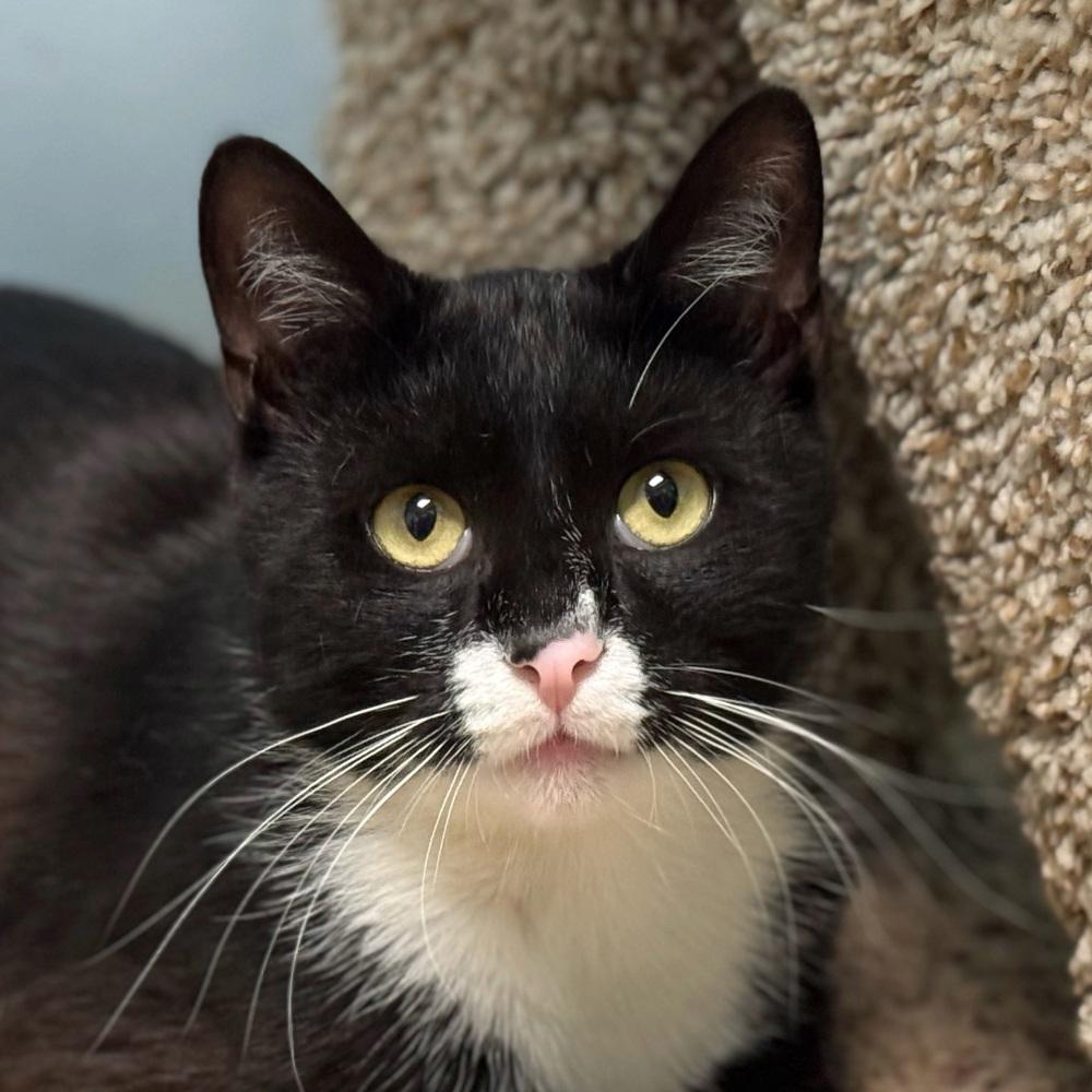 Norman, Young Male Domestic Short Hair