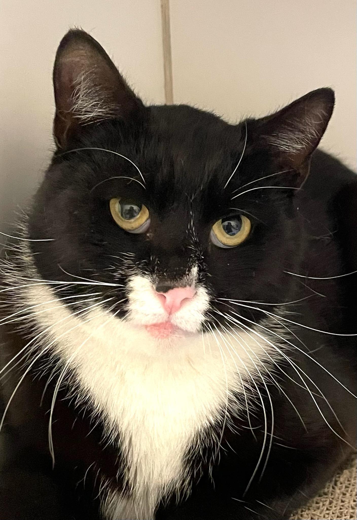 Norman, a Adoptable Domestic Short Hair in Norwalk, CT image 2/2