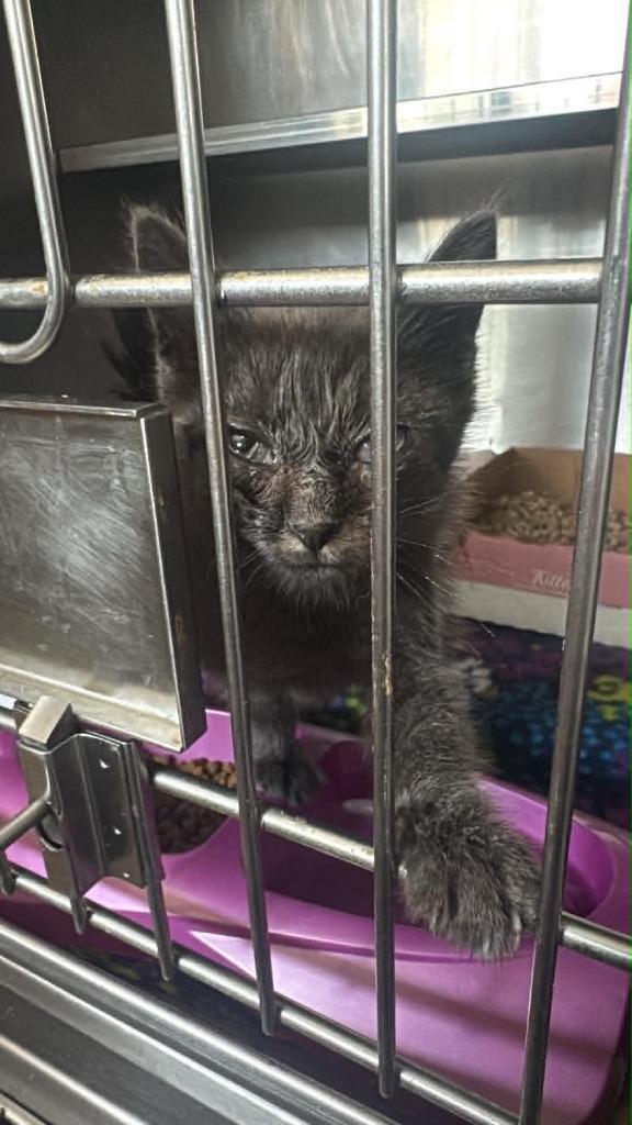 Reme, Adoptable, Kitten Male Domestic Short Hair.