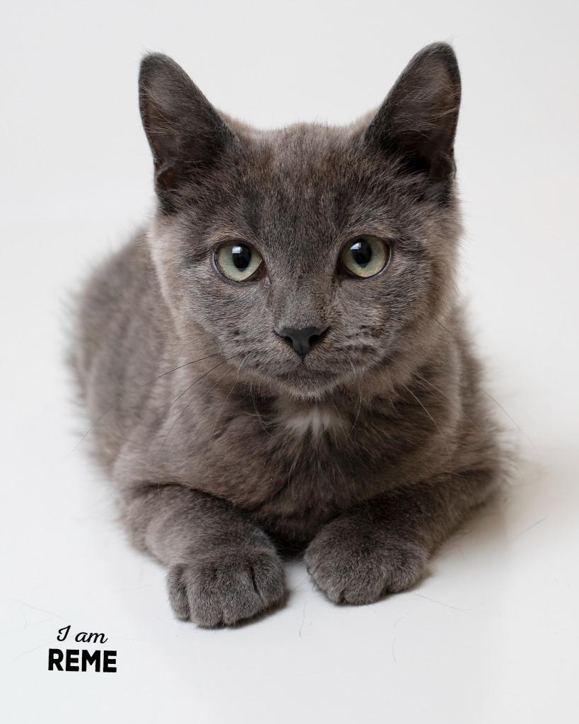 Reme, a Adoptable mixed breed in Boone, IA image 2/2