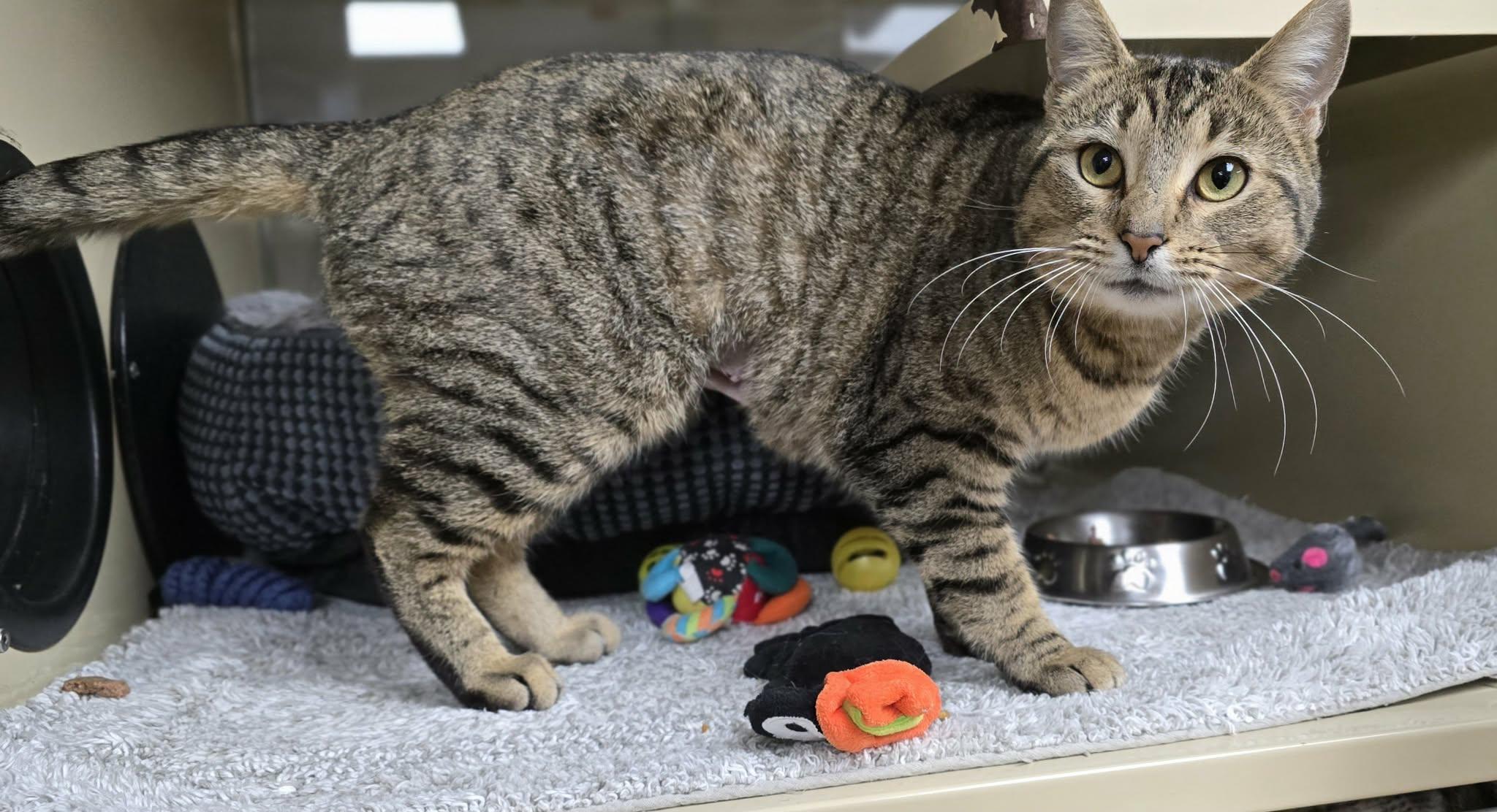 Enlarge Gertie, a ADOPTABLE Domestic Short Hair in New Castle, PA image 3/6