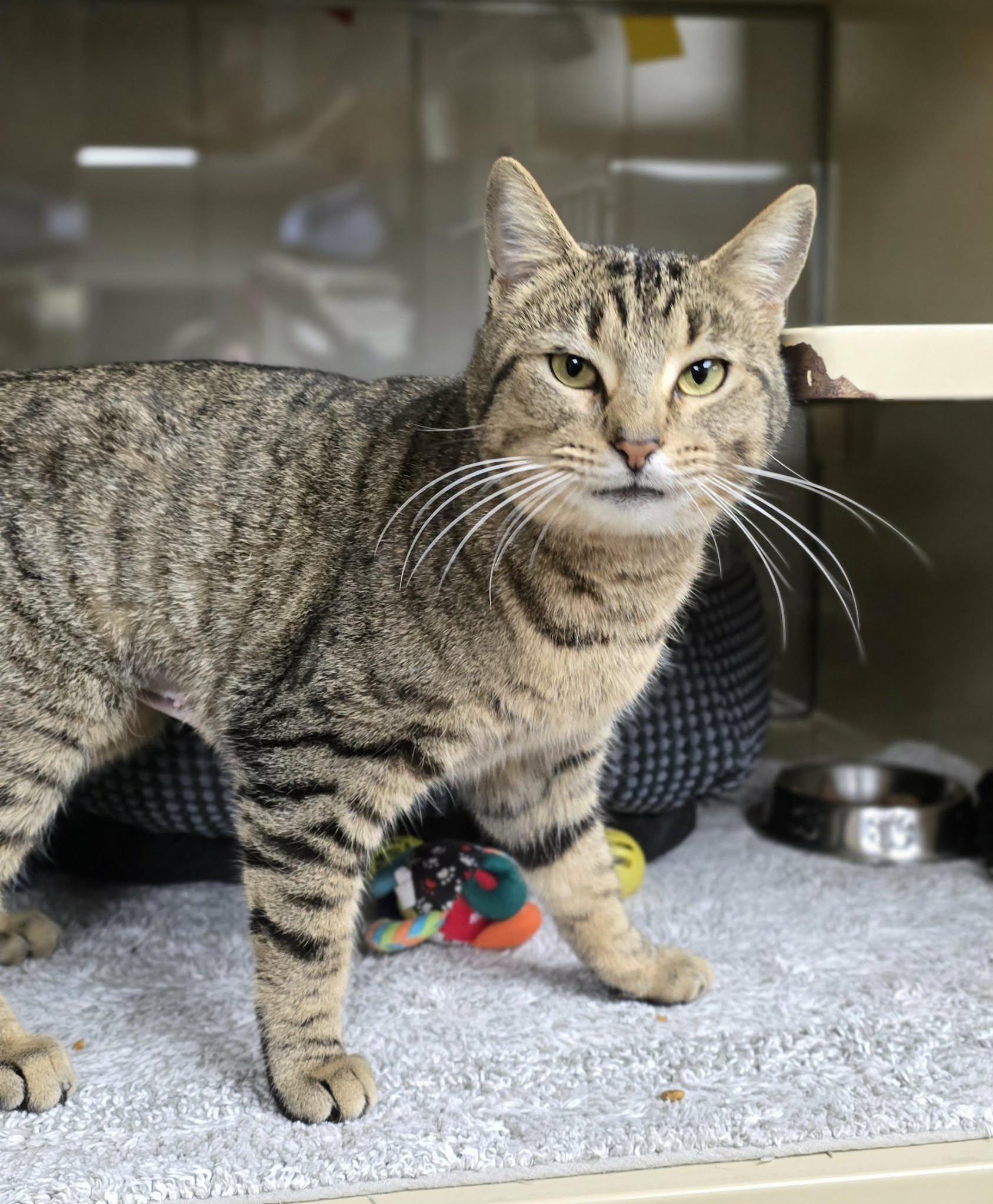 Enlarge Gertie, a ADOPTABLE Domestic Short Hair in New Castle, PA image 4/6