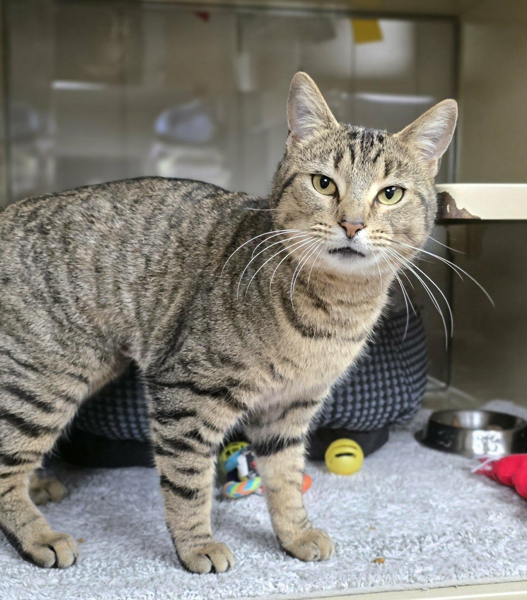 Enlarge Gertie, a ADOPTABLE Domestic Short Hair in New Castle, PA image 2/6