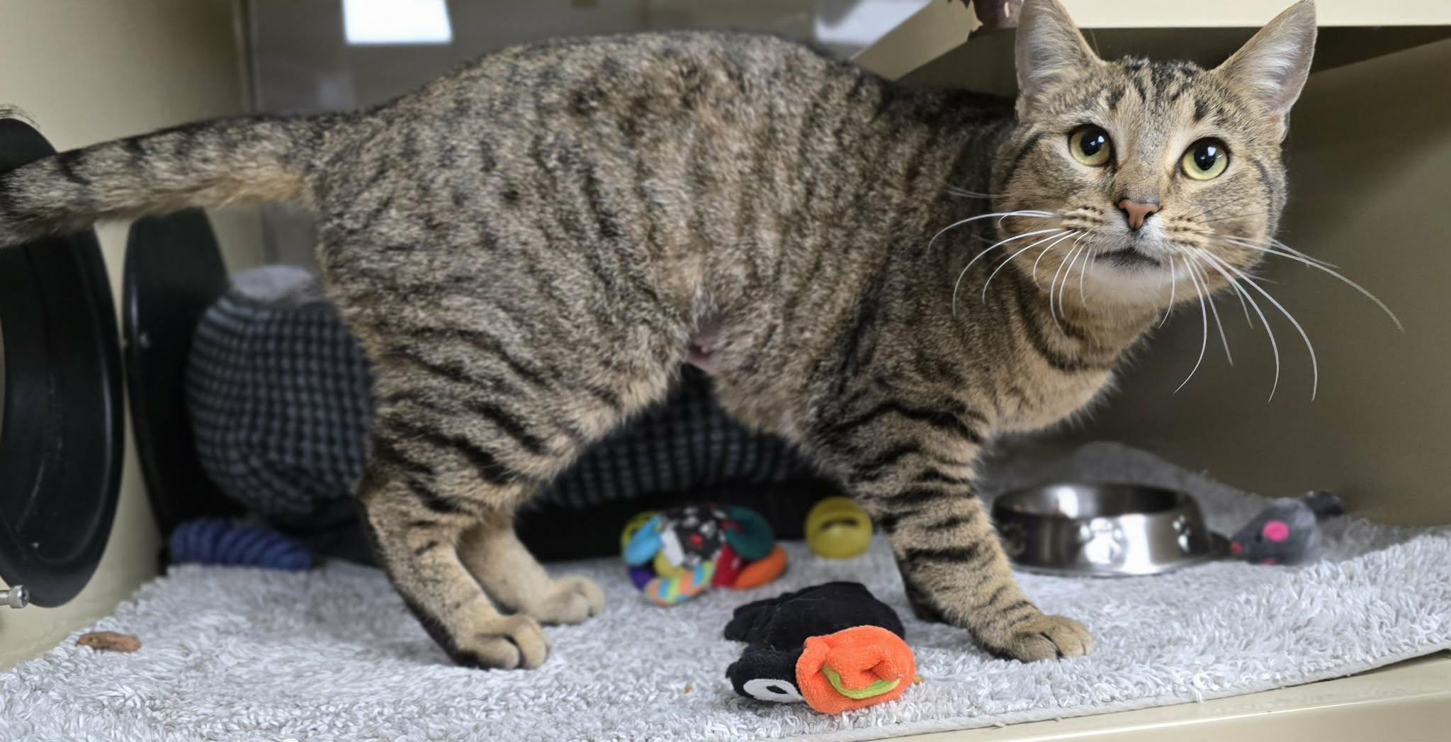 Enlarge Gertie, a ADOPTABLE Domestic Short Hair in New Castle, PA image 6/6