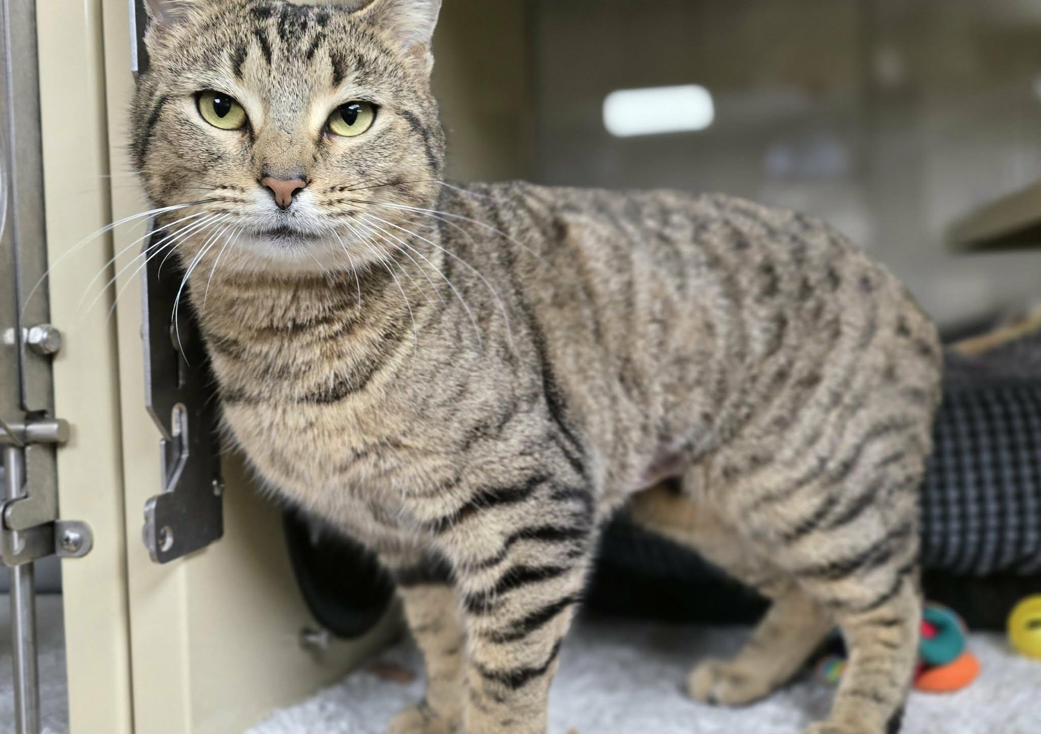 Gertie, ADOPTABLE, Adult Female Domestic Short Hair.