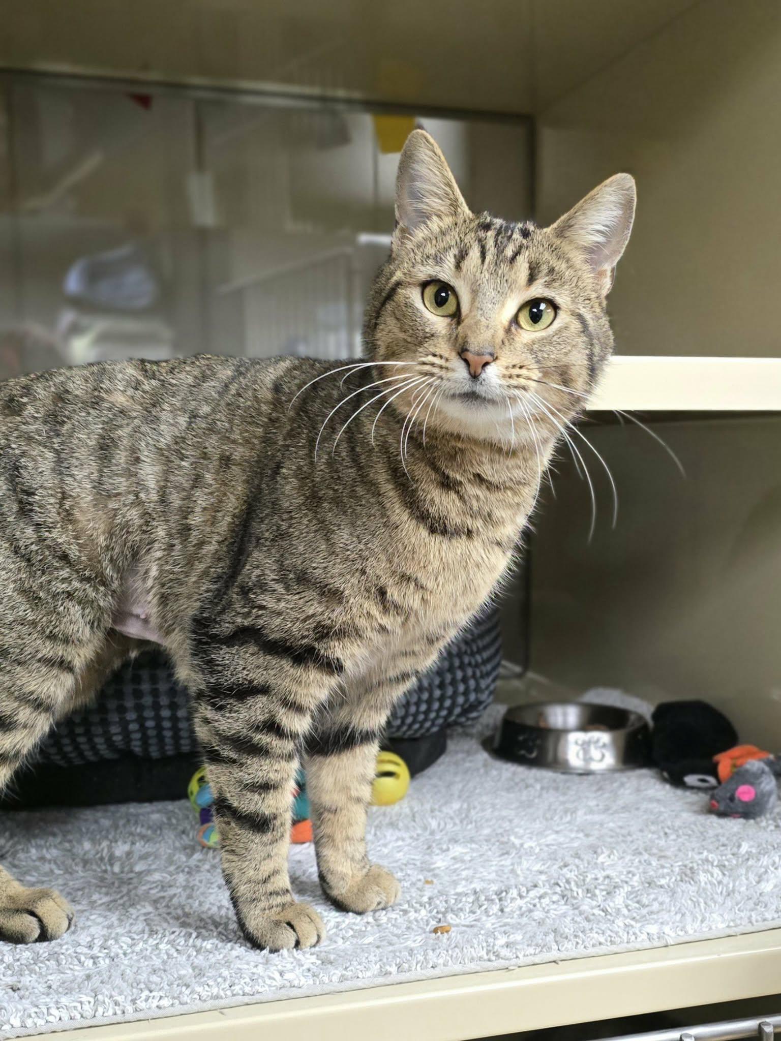 Enlarge Gertie, a ADOPTABLE Domestic Short Hair in New Castle, PA image 5/6