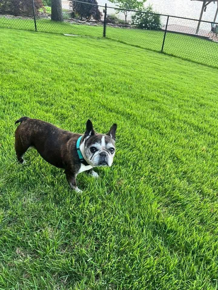 Enlarge Kizzy, a ADOPTABLE French Bulldog in Minooka, IL image 2/3