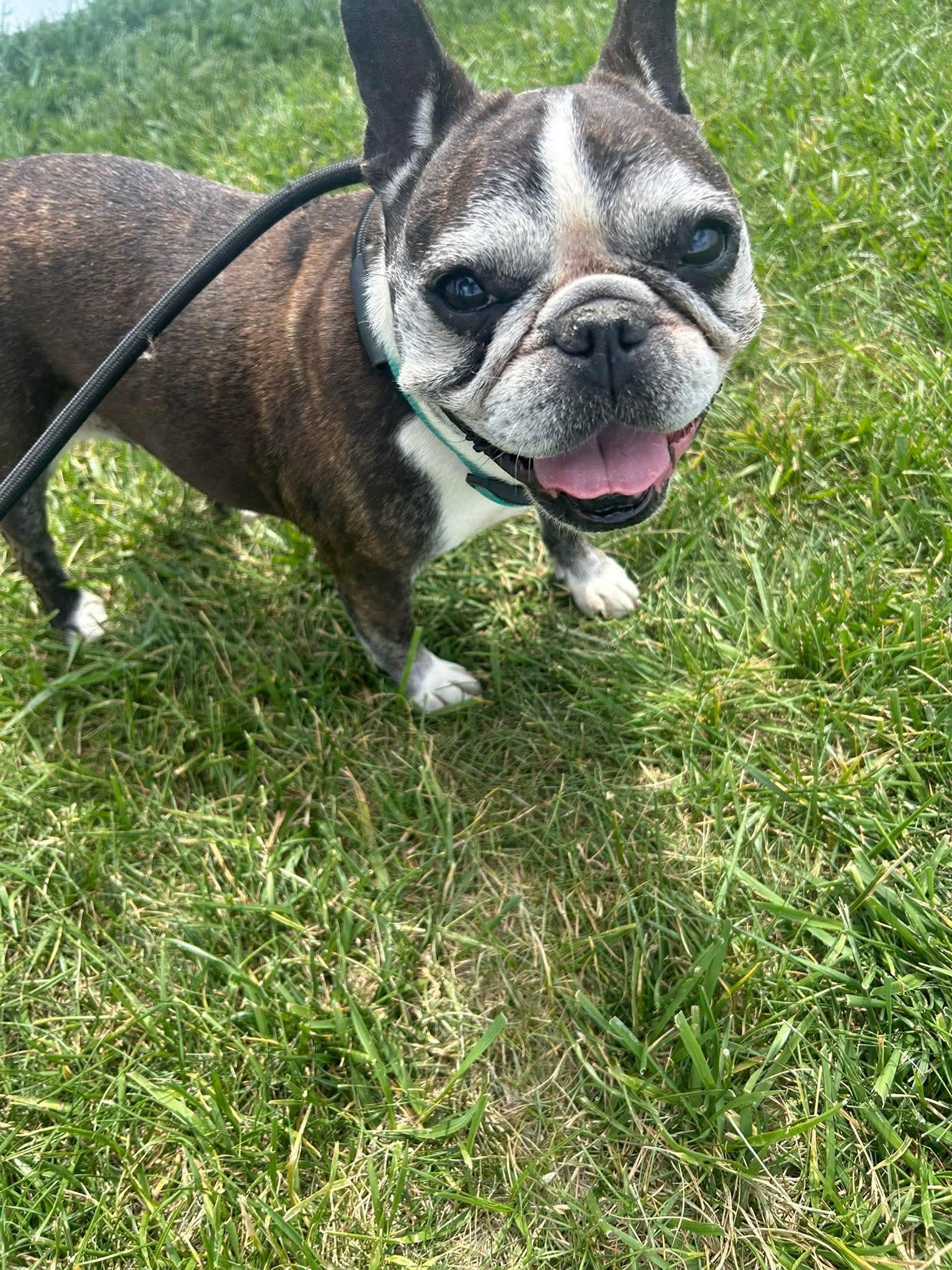 Kizzy, ADOPTABLE, Senior Female French Bulldog.