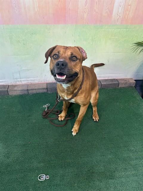 LOOGH, Adoptable, Adult Male Pit Bull Terrier & Rottweiler.