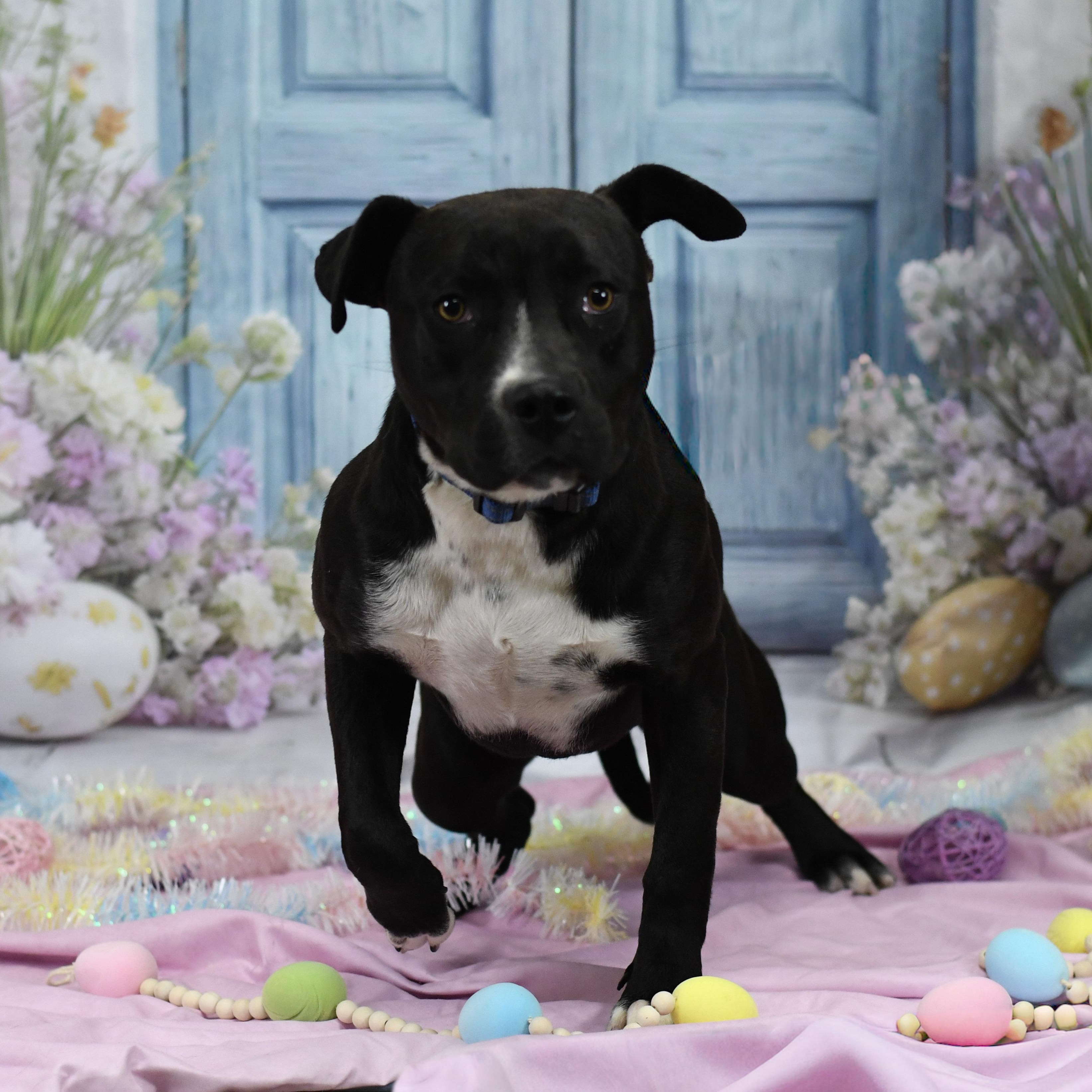 Enlarge Nocturna, an adopted Mixed Breed in Defuniak Springs, FL image 2/2