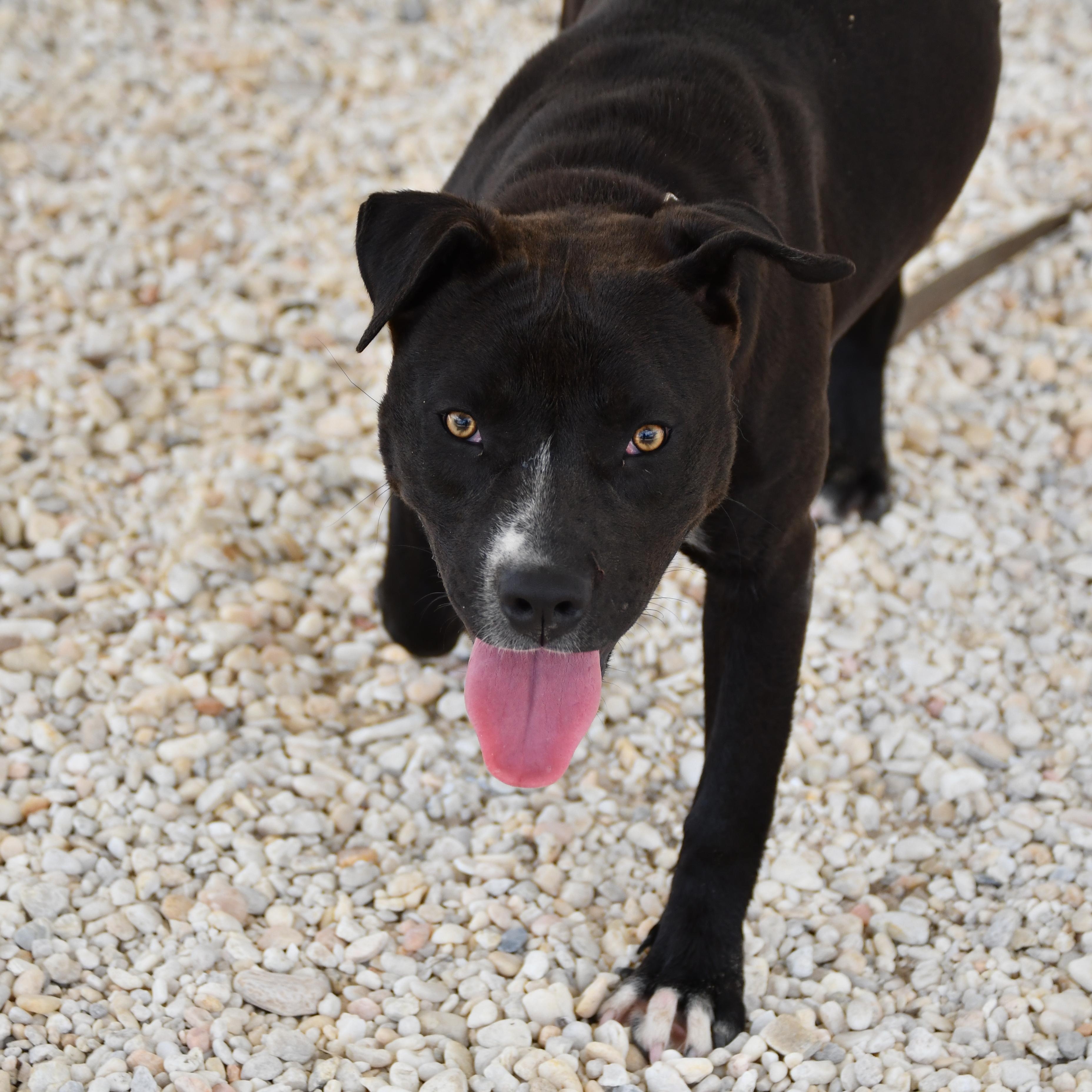 Nocturna, adopted, Adult Female Mixed Breed.