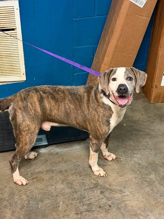 Enlarge Kimber, a Adoptable mixed breed in Ozark, AL image 1/1