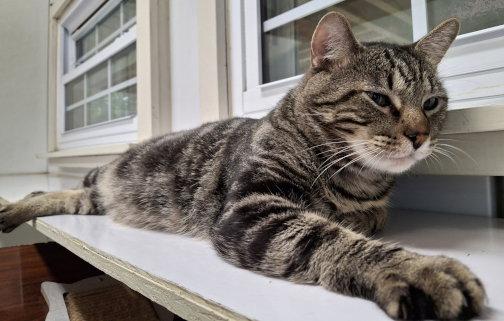 Arlo, Adoptable, Adult Male Tabby & Domestic Short Hair.