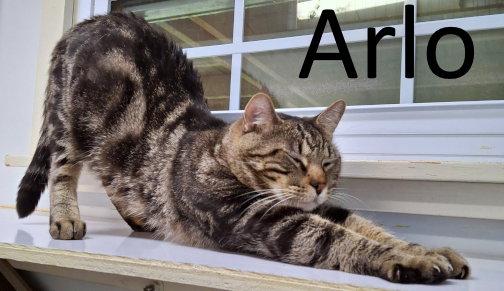 Enlarge Arlo, a Adoptable mixed breed in Mountain View, AR image 2/3