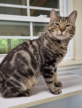 Enlarge Arlo, a Adoptable mixed breed in Mountain View, AR image 3/3