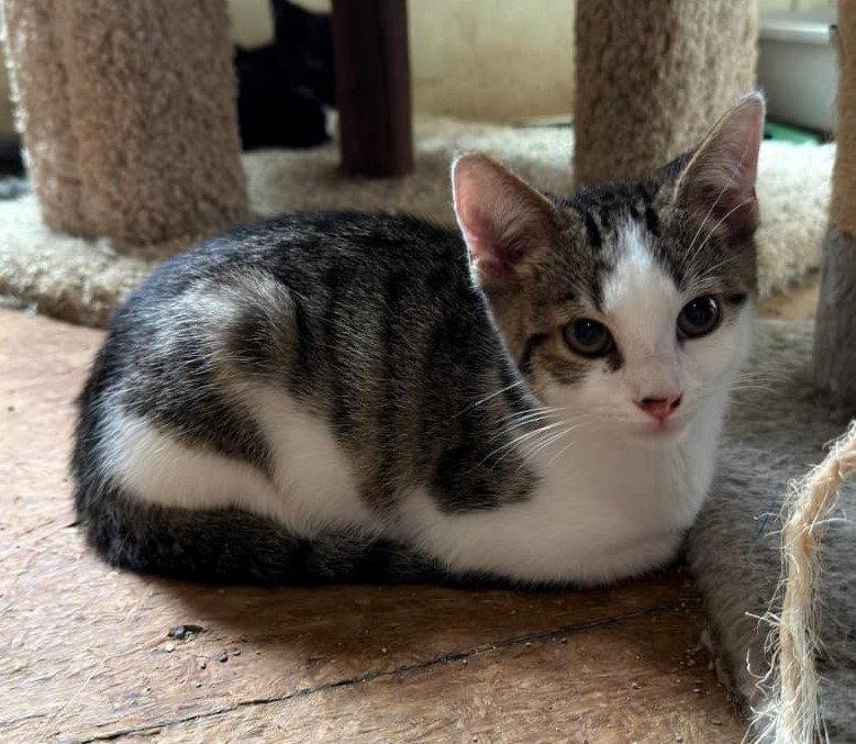 Robin, Adoptable, Kitten Male Domestic Short Hair & Tabby.